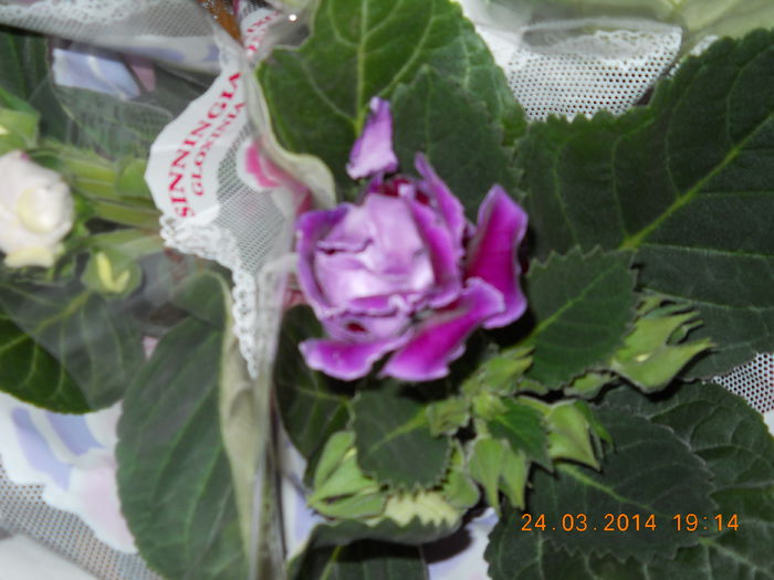 006 - GLOXINII 2014