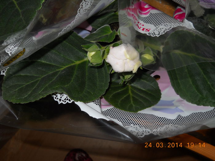 009 - GLOXINII 2014