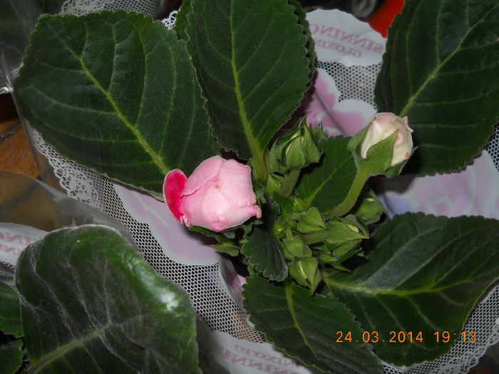 Gloxinia