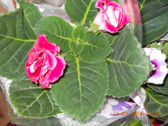 Gloxinia