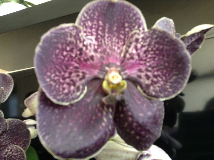 Vanda Dark Chocolate Brown