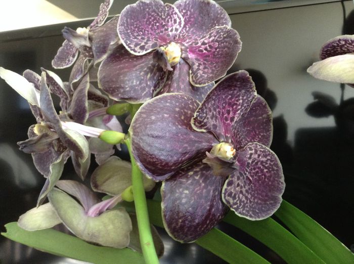 Vanda Dark Chocolate Brown