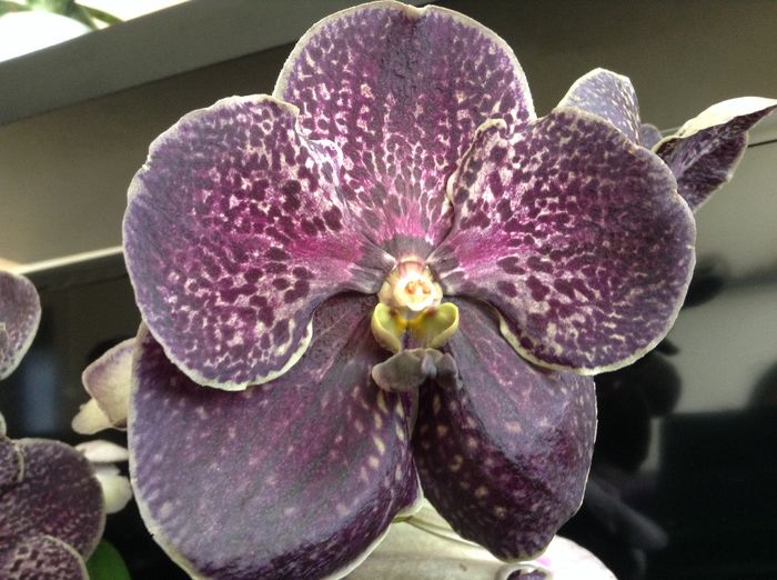 Vanda Dark Chocolate Brown