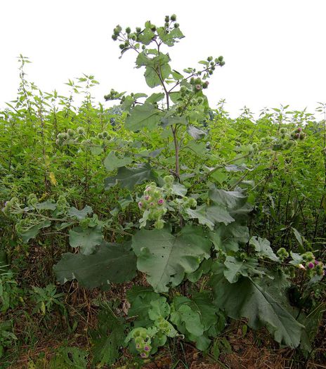 Brusture sau Lipan; (Arctium lappa)varietatea edulis
http://www.ecomagazin.ro/leacuri-fel-si-fel-cu-brusture/
