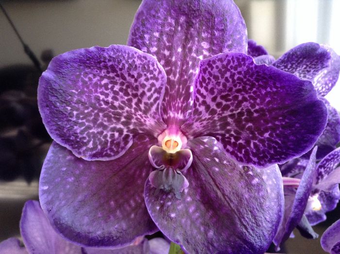 image - Vanda