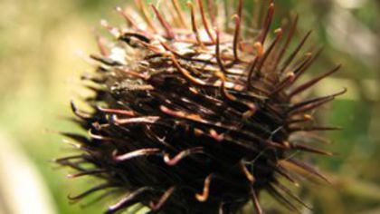 brusture-fruct; (Arctium lappa)
