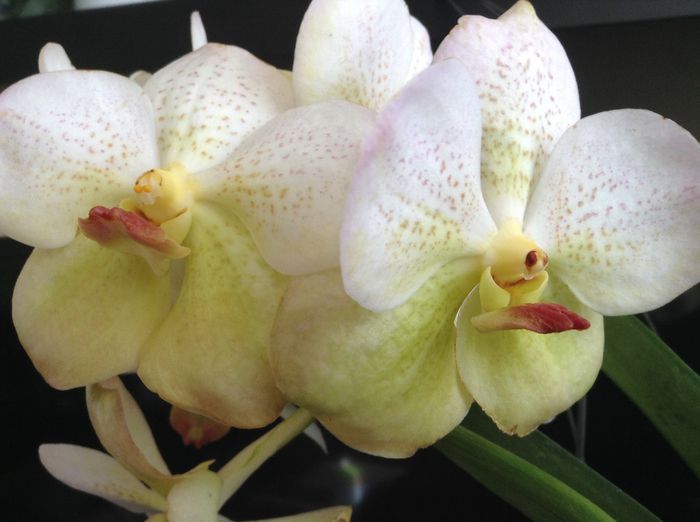 image - Vanda