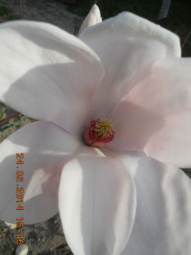DSCN2443 - magnolii