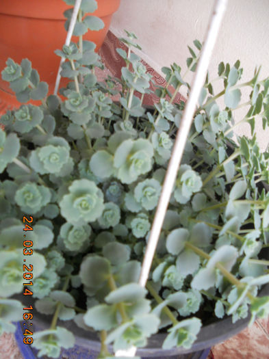 sedum sieboldii