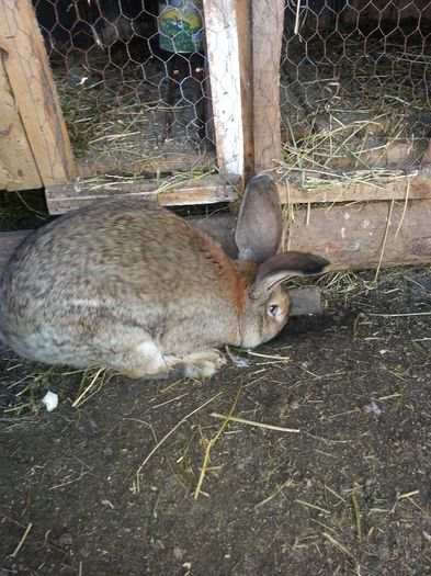Picture 011 - iepuri urias german