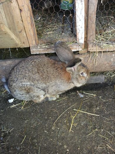 Picture 012 - iepuri urias german