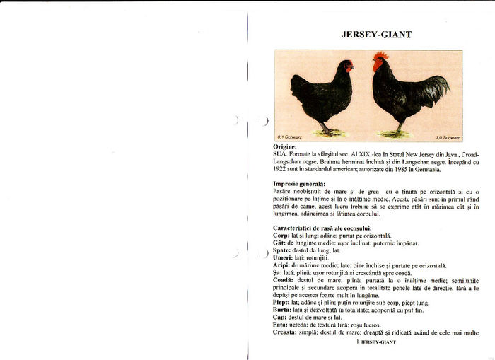 Jersey-Giant 1