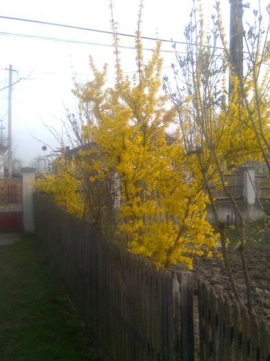 Forsythia - Arbusti ornamentali