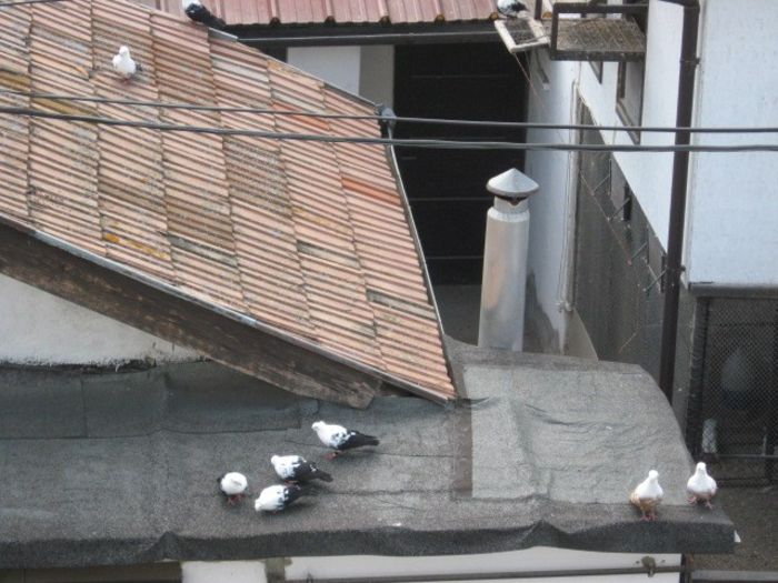 porumbei timisoreni liberi 009