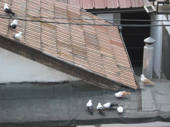 porumbei timisoreni liberi 011