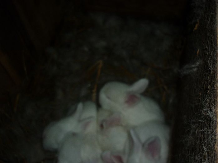 tura 2    7 frumusei