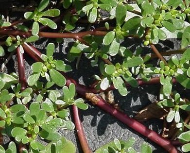 Iarba grasa sau grasita; (Portulaca oleracea)Se consuma frunzele carnoase si acrisoare sub forma de salata. Ca medicament se foloseste sub ceai sau infuzie, in tratamentul unor boli ale sistemului digestiv.
