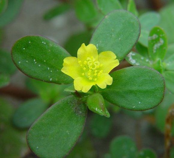 Iarba grasa-floare; (Portulaca oleracea)
