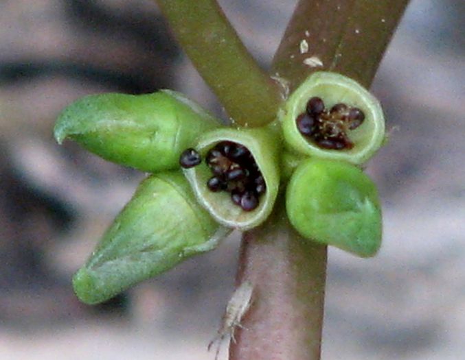 Iarba grasa-fructe; (Portulaca oleracea)este planta tiritoare
