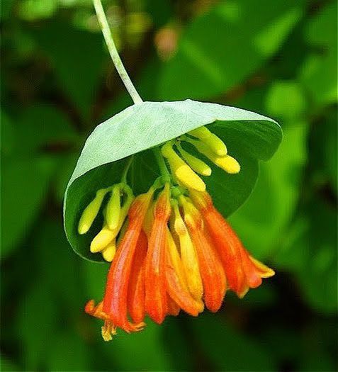 Lonicera ciliosa - a-alte seminte rare