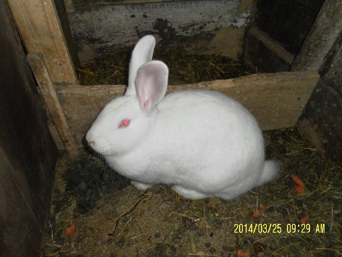 HYCOLE; Femela Gestanta
