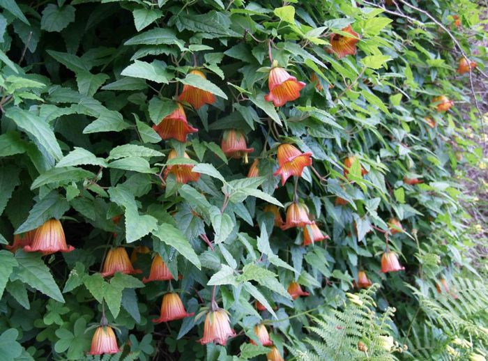 Canarina Canariensis - a-alte seminte rare