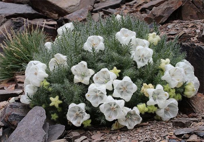 Caiophora coronata - a-alte seminte rare