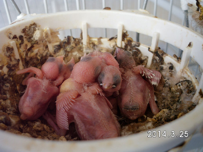 pescarusi japonezi 10 zile