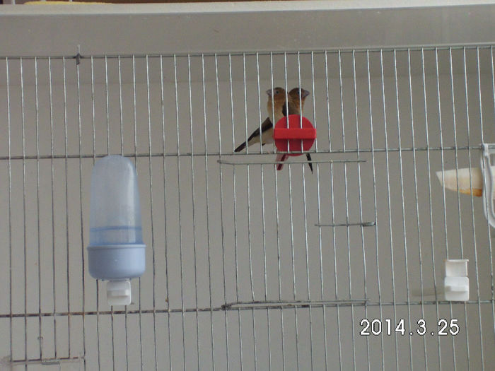 african silverbill perechea 4 - 2014-miniCRESCATORIE