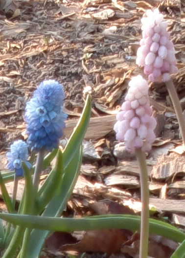 muscari pink sunrise+azureum