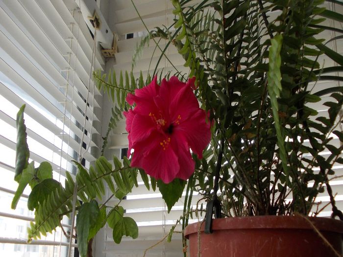 flori de primavara 006; hibiscus
