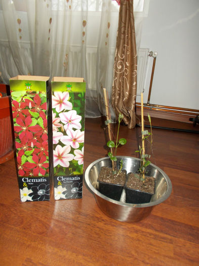 clematis Baumax la o saptamana