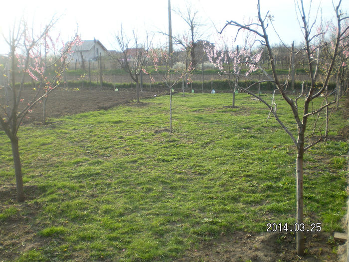 SANY0447 - PRIMAVARA 2014 CASUTA MEA