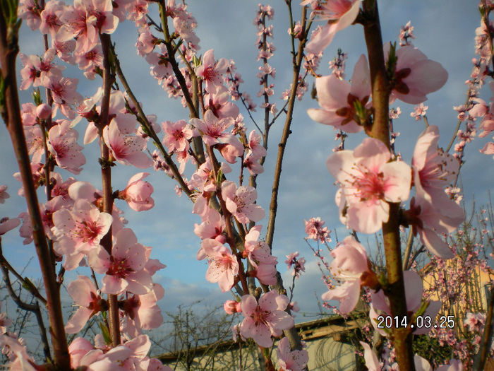 SANY0451 - PRIMAVARA 2014 CASUTA MEA