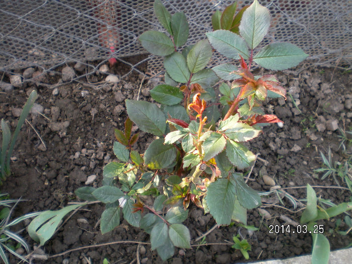 SANY0452 - PRIMAVARA 2014 CASUTA MEA