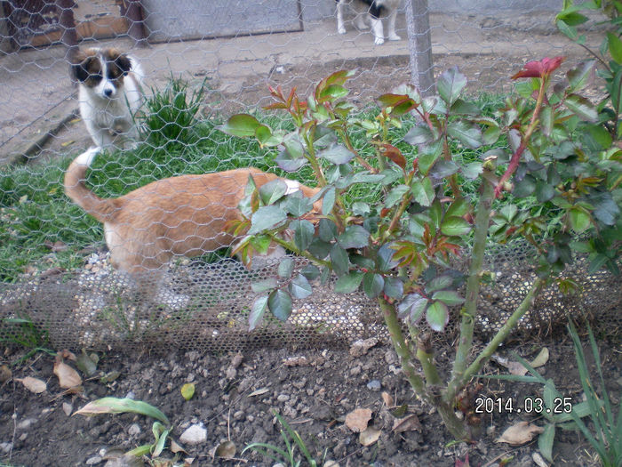 SANY0468 - PRIMAVARA 2014 CASUTA MEA