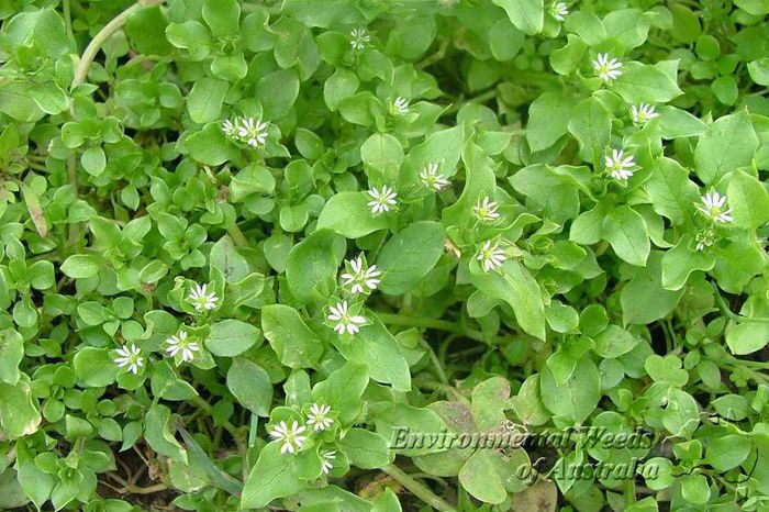 Rocoina - buruieni comestibile_medicinale