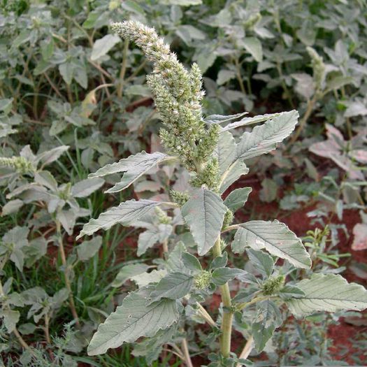 Stirul-inflorescenta; (Amaranthus retroflexus)
