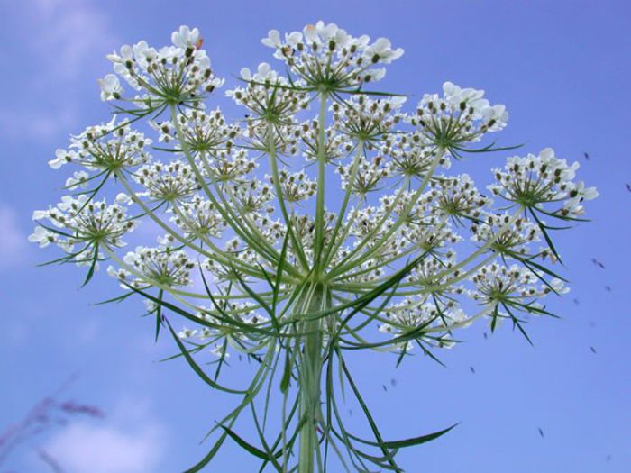 Morcovul salbatic; (Daucus carota)
