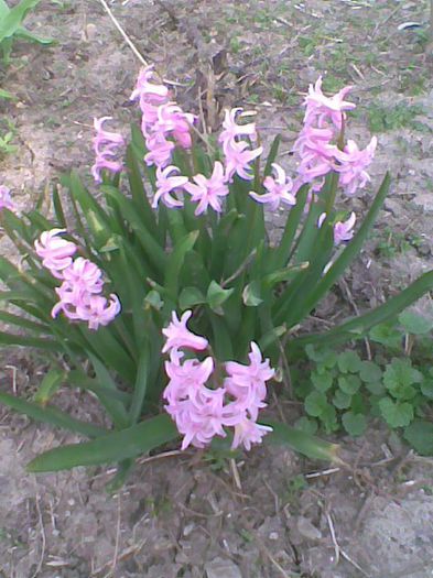 Imag1702 - flori 2014