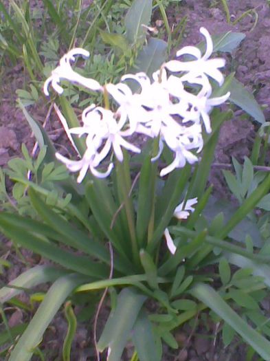 Imag1701 - flori 2014