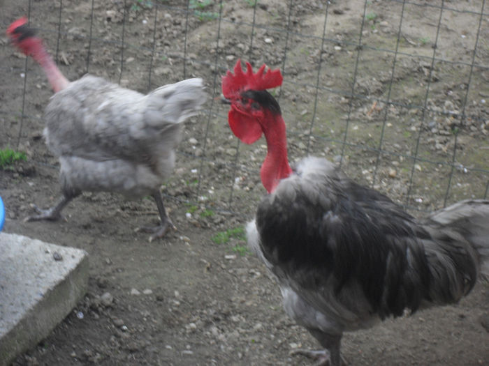 SDC14899 - GAT GOLAS DE TRANSILVANIA ALBASTRU VANDUTE 2016