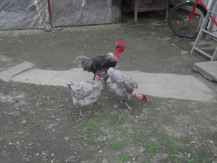 SDC14909 - GAT GOLAS DE TRANSILVANIA ALBASTRU VANDUTE 2016