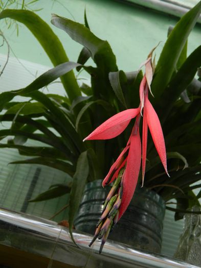 DSCN4842 billbergia - MARTIE_2_2014