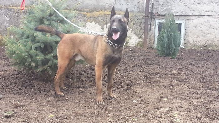 20140325_142940 - Ofer mascul Ciobanesc Belgian Malinois pentru monta