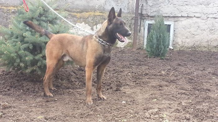 20140325_142937 - Ofer mascul Ciobanesc Belgian Malinois pentru monta