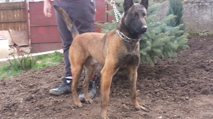 20140325_142820 - Ofer mascul Ciobanesc Belgian Malinois pentru monta