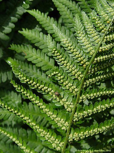 Feriga comuna-spatele frunzei - buruieni comestibile_medicinale