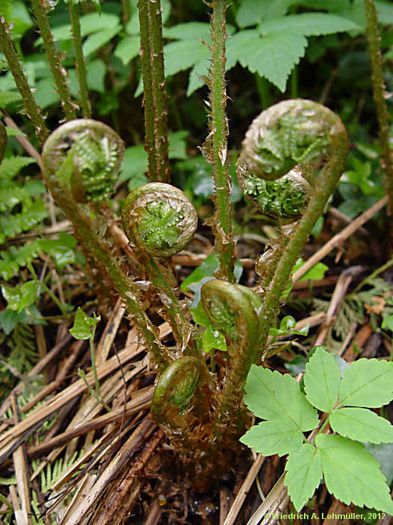Feriga comuna-virfuri de feriga; (Dryopteris filix-mas)Virfurile unor anumite specii de feriga sunt comestibile si se pot consuma dupa ce au fost gatite

