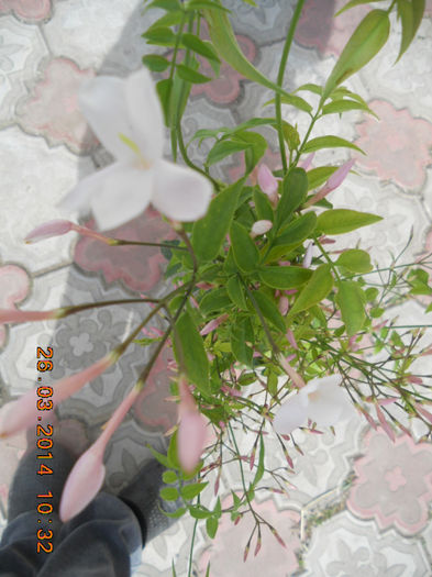 iasomie - flori din gradina